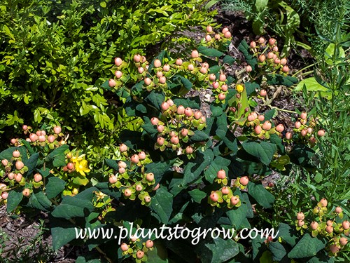 FloralBerry Pinot St. John’s Wort (Hypericum)
the fruit color will deepen